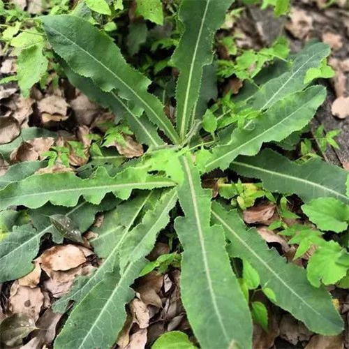 微信图片_20250311093506.jpg 微信图片_20250311093506.jpg