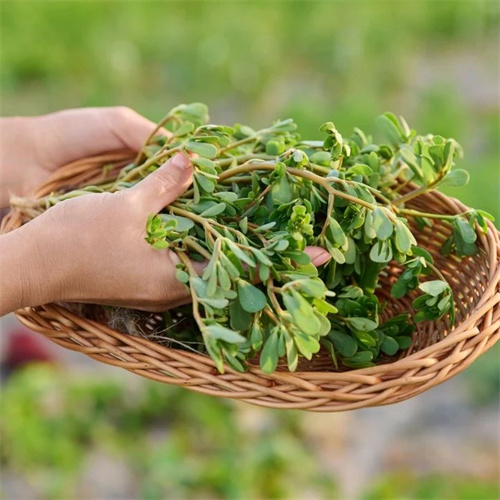 微信图片_20250311093509.jpg 微信图片_20250311093509.jpg